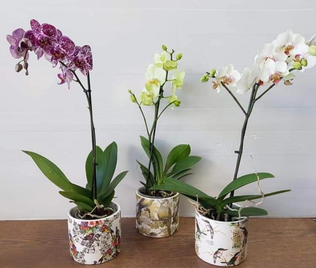 האפי בוטיק פרחים האפי בוטיק פרחים