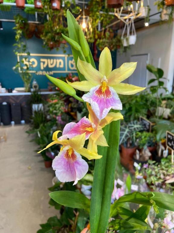 משק 50 אורבן משק 50 אורבן