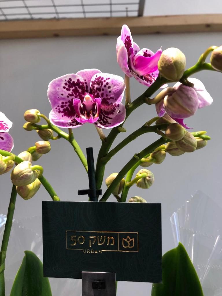 משק 50 אורבן משק 50 אורבן