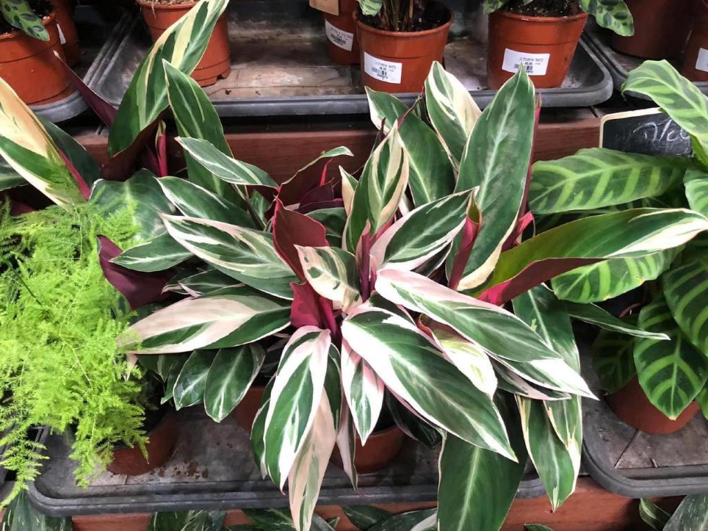 משק 50 אורבן משק 50 אורבן