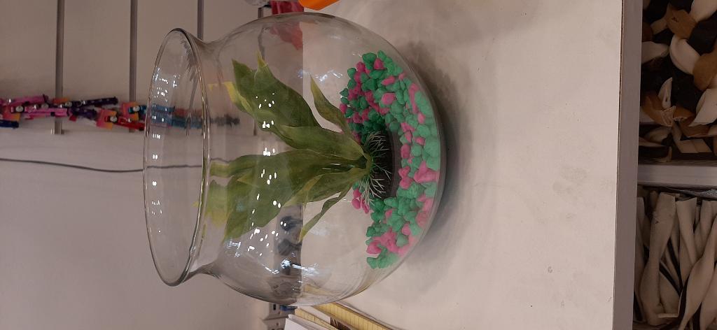 אנימל אאוטלט אנימל אאוטלט