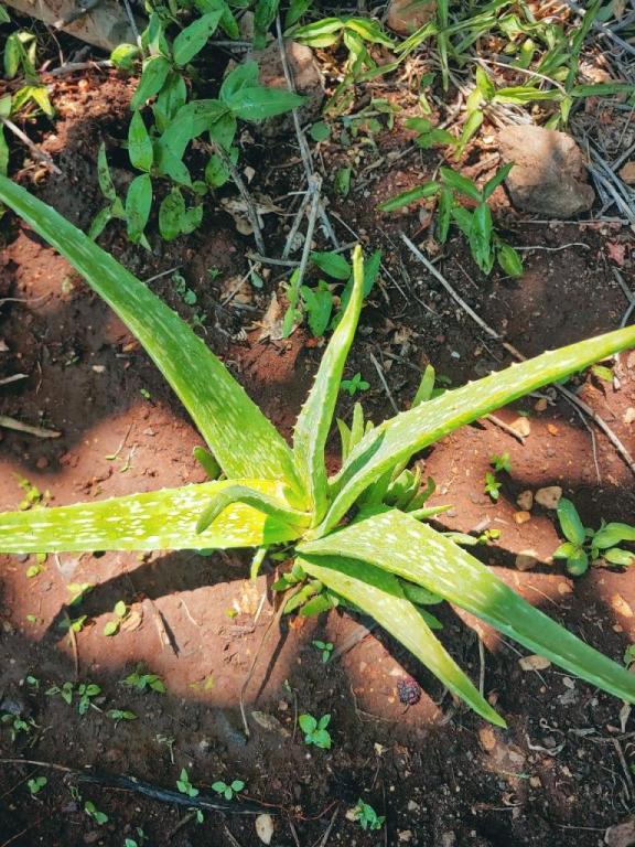 אלוורה רפואית אלוורה רפואית