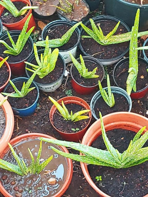 אלוורה רפואית אלוורה רפואית