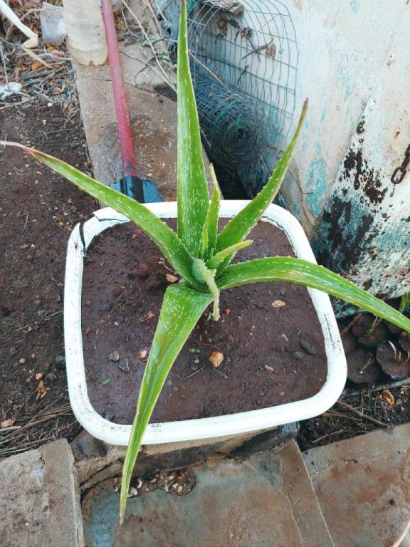 אלוורה רפואית אלוורה רפואית