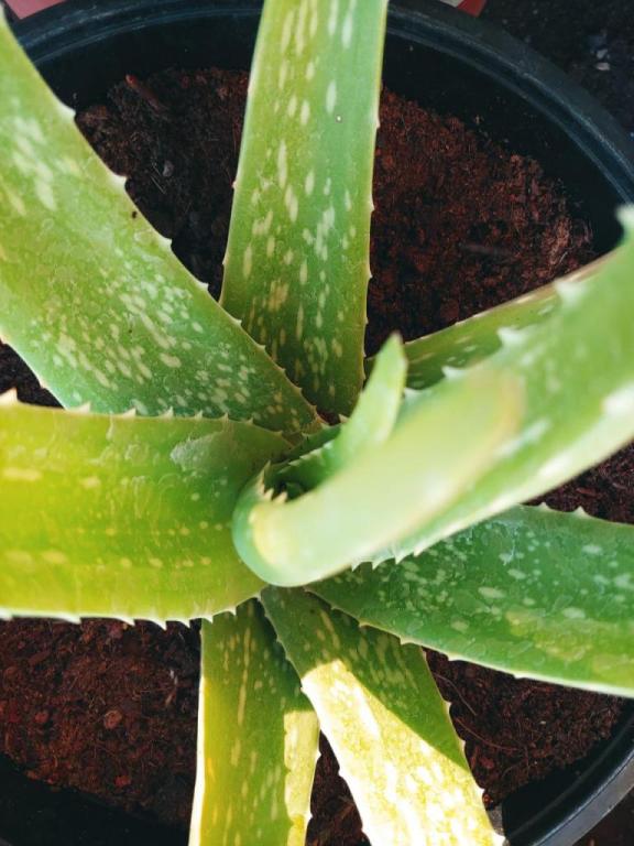 אלוורה רפואית אלוורה רפואית