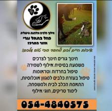 בתאל נורי
