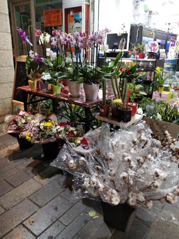 אקזוטיקה אקזוטיקה