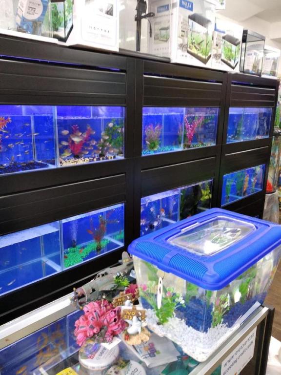 אקזוטיקה אקזוטיקה