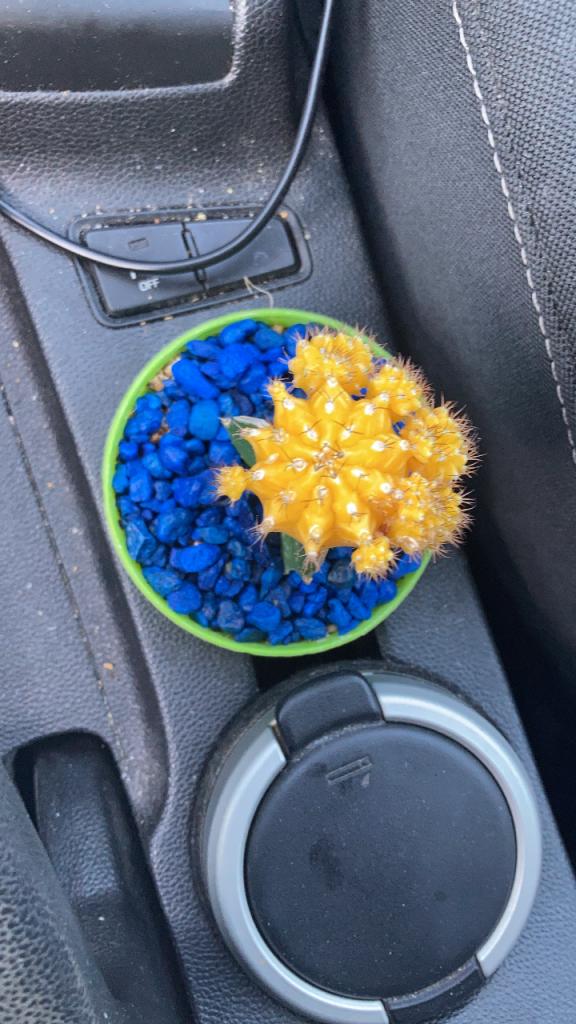 משתלת באבי משתלת באבי