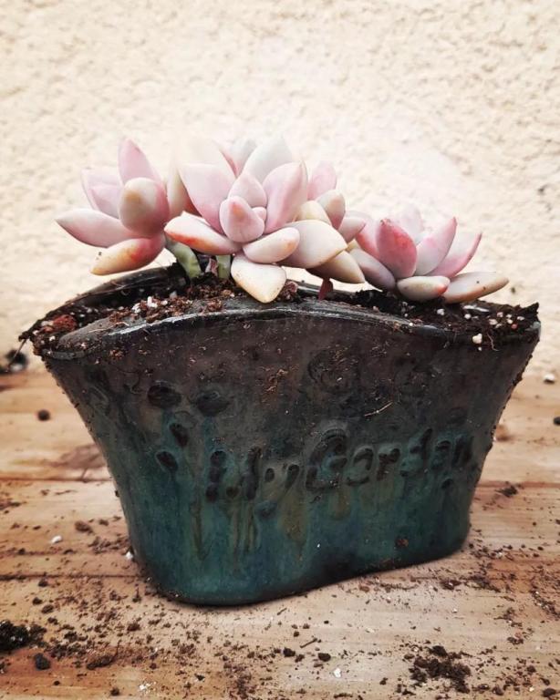 משתלת באבי משתלת באבי