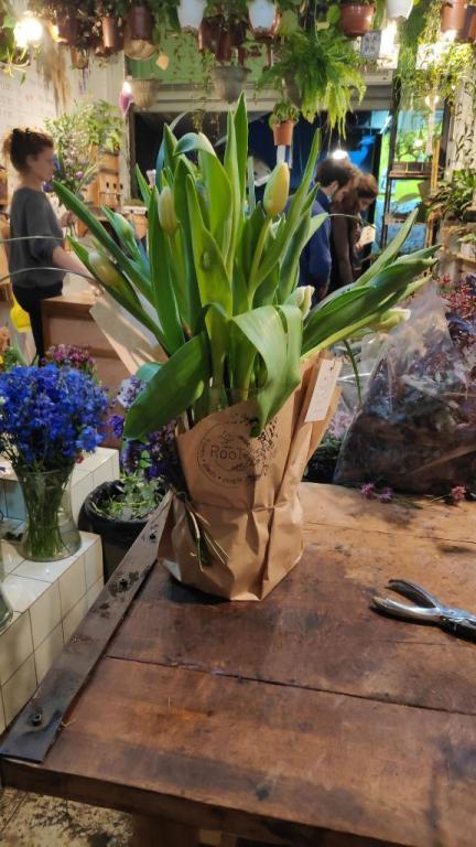 Root flowers & plants Root flowers & plants