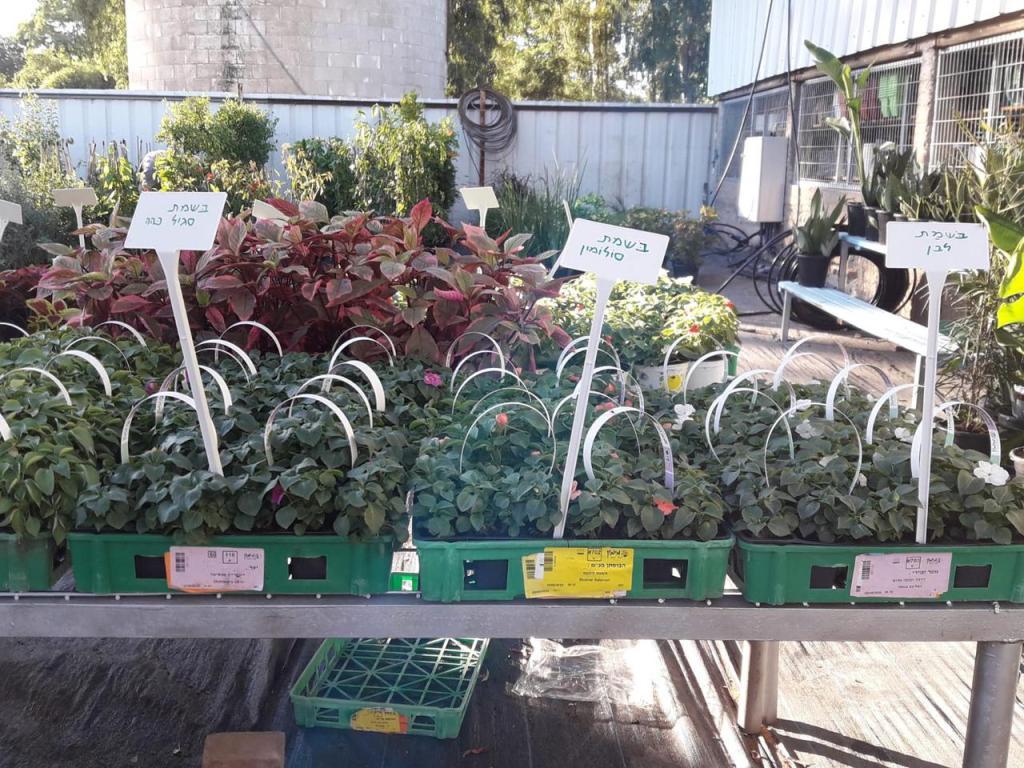 הבוסתן חוויה של משתלה הבוסתן חוויה של משתלה