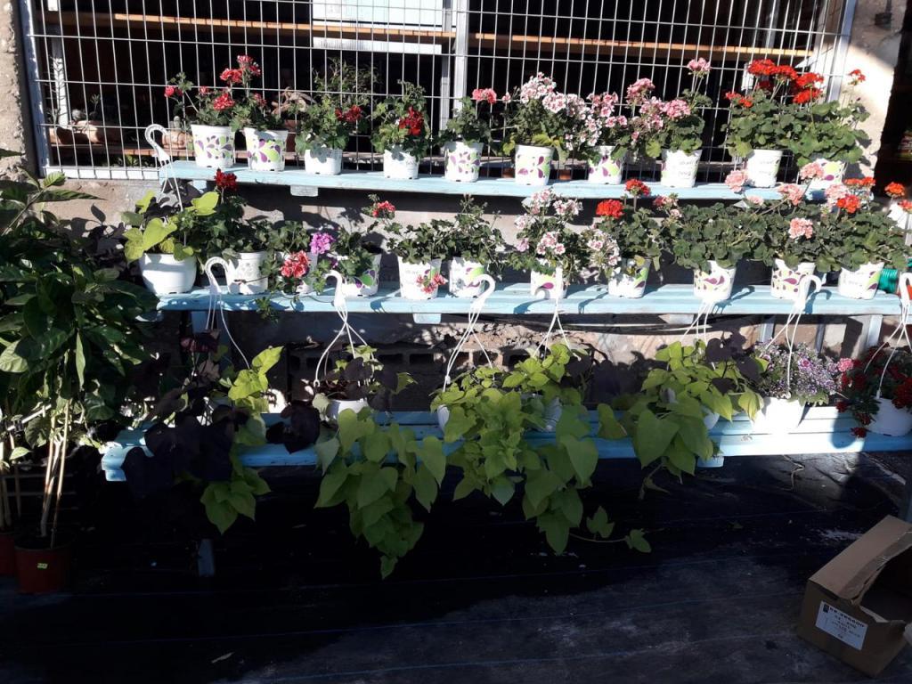 הבוסתן חוויה של משתלה הבוסתן חוויה של משתלה