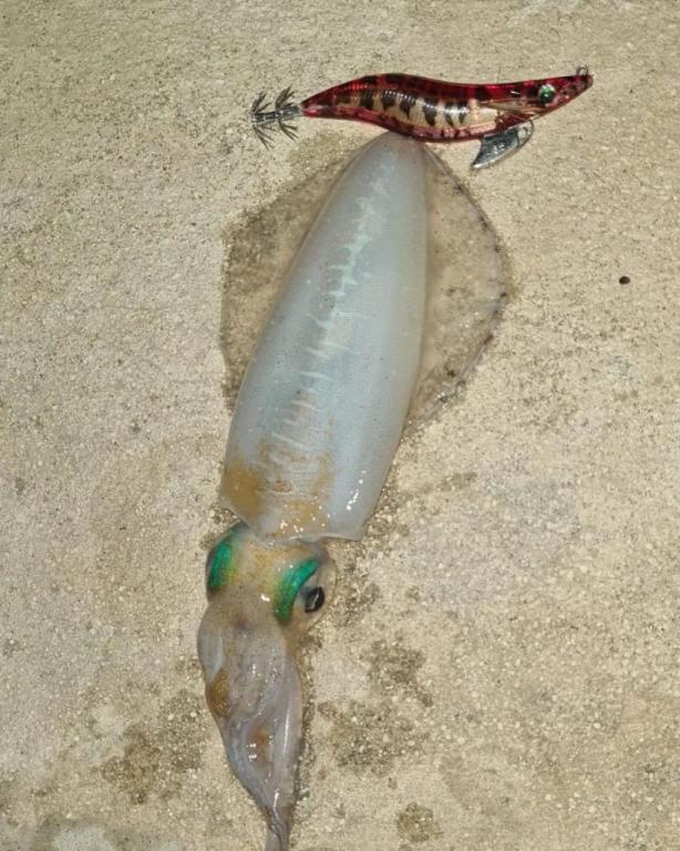 ברקודה ציוד דייג וצלילה ברקודה ציוד דייג וצלילה