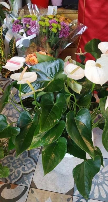 פרידה פרחים בשוק פרידה פרחים בשוק