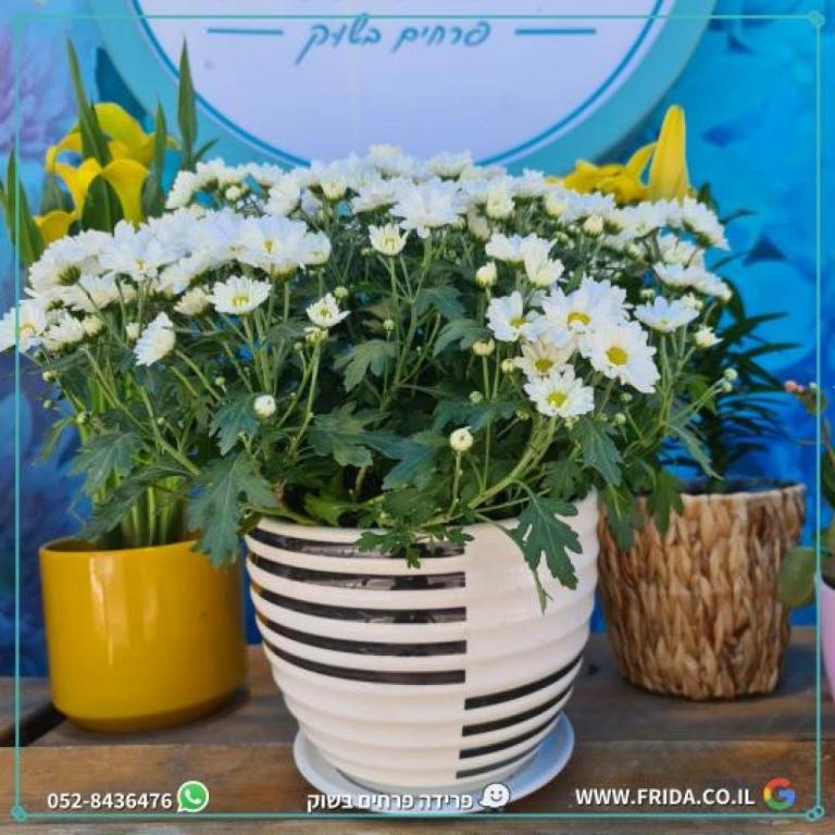 פרידה פרחים בשוק פרידה פרחים בשוק