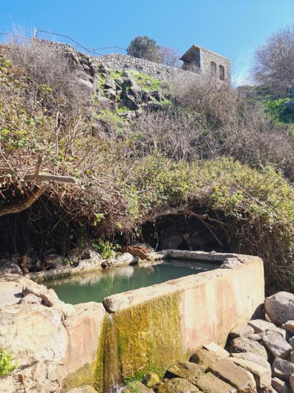 אלצ'קו אלצ'קו