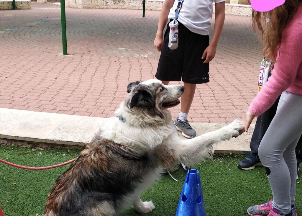 ליסה יואלי ליסה יואלי