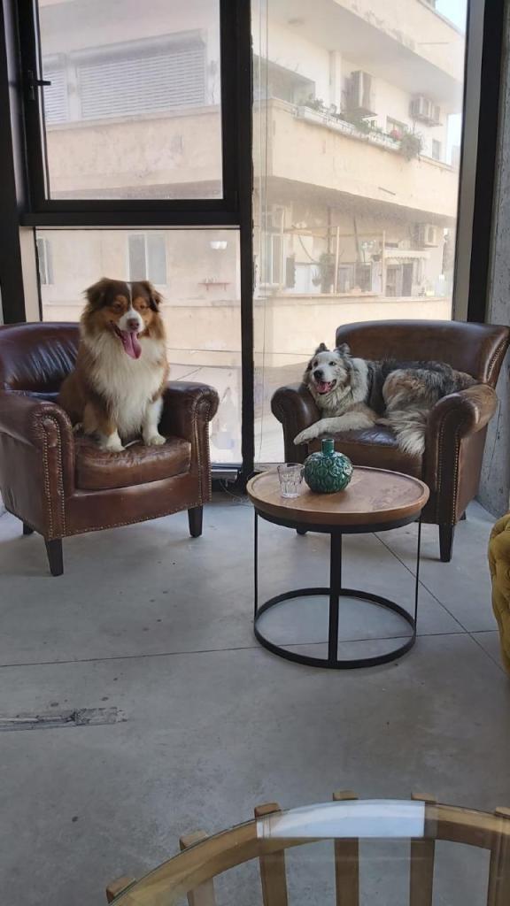 ליסה יואלי ליסה יואלי