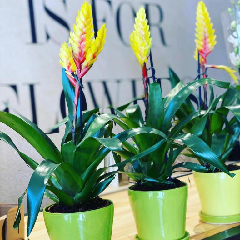 Flower Market Flower Market