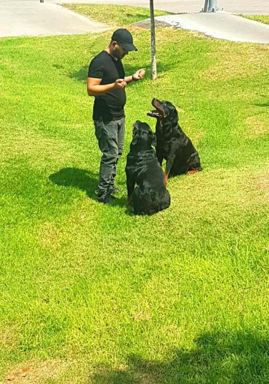 א.א אבטחה ואילוף כלבים א.א אבטחה ואילוף כלבים