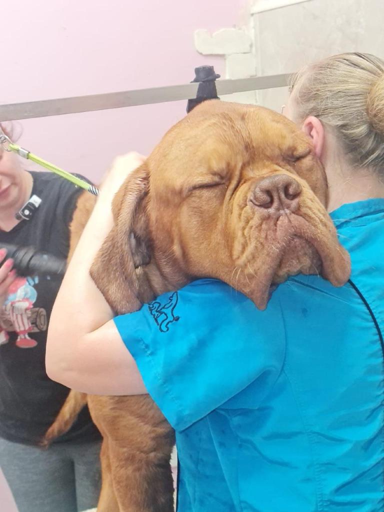 Pretty Style Dog Pretty Style Dog