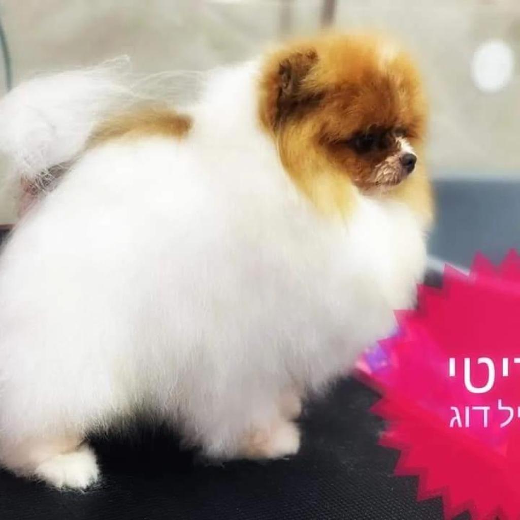 Pretty Style Dog Pretty Style Dog