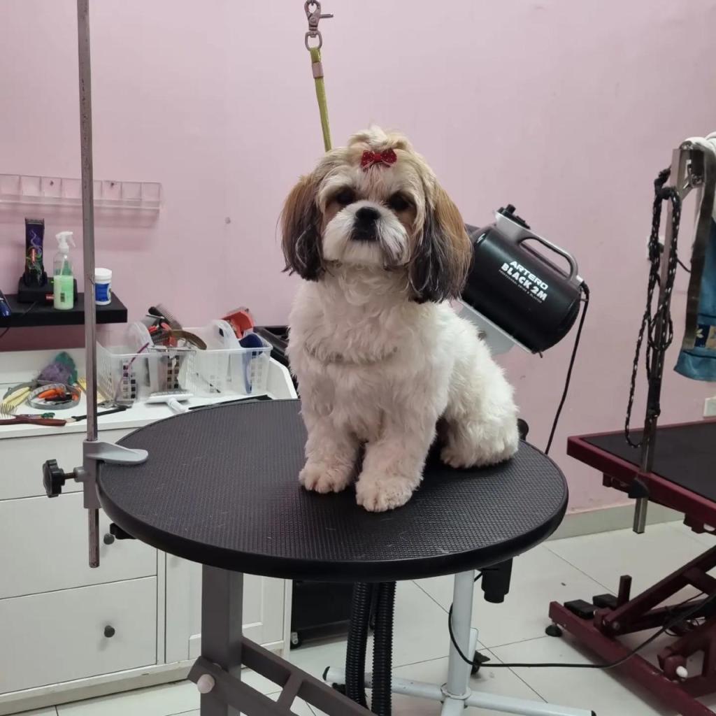 Pretty Style Dog Pretty Style Dog