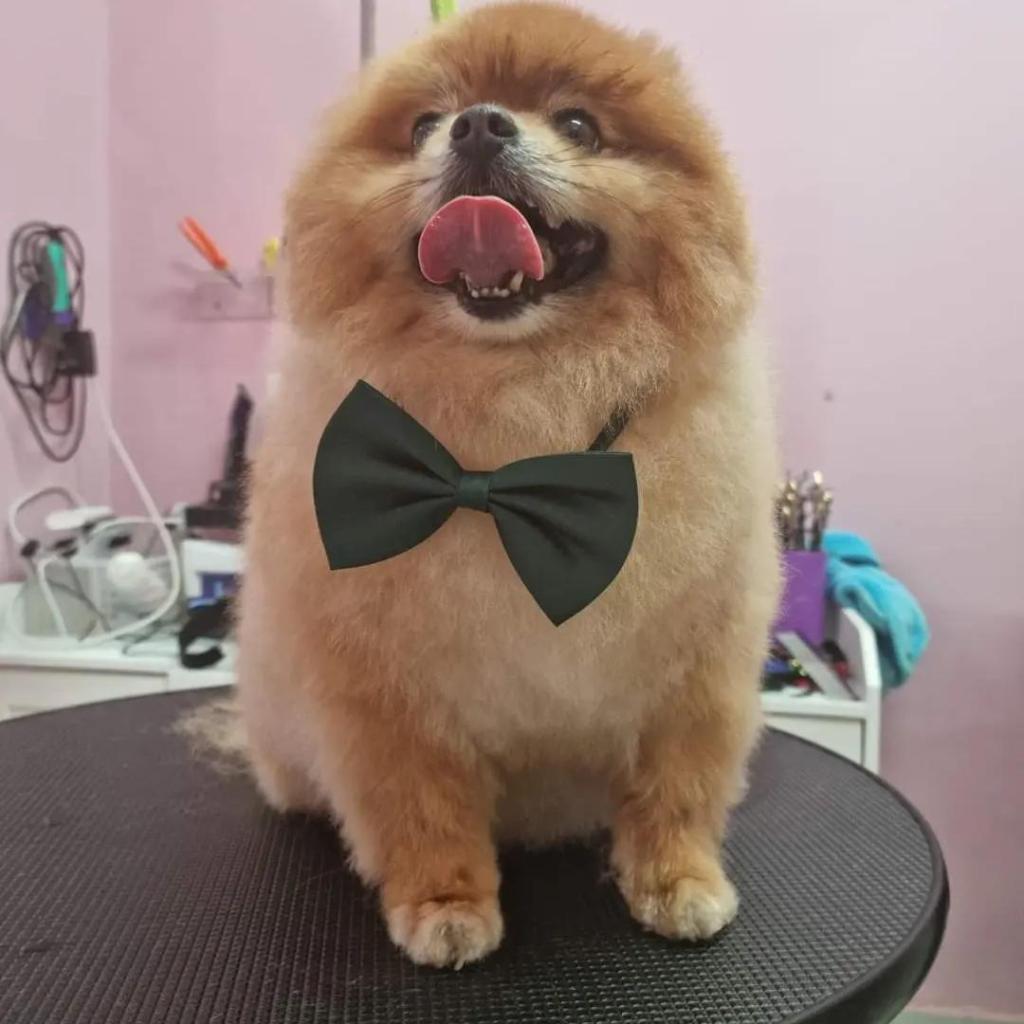 Pretty Style Dog Pretty Style Dog