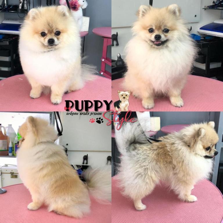 Puppy Style Puppy Style