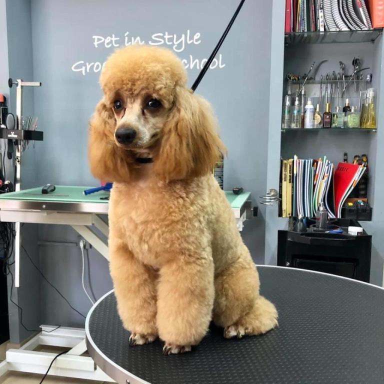 Puppy Style Puppy Style