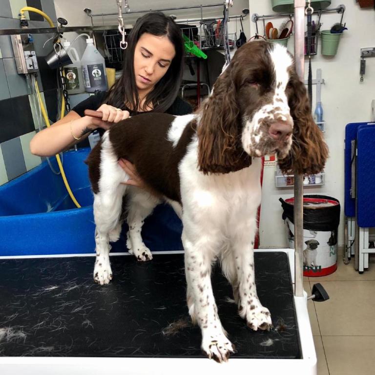 Puppy Style Puppy Style