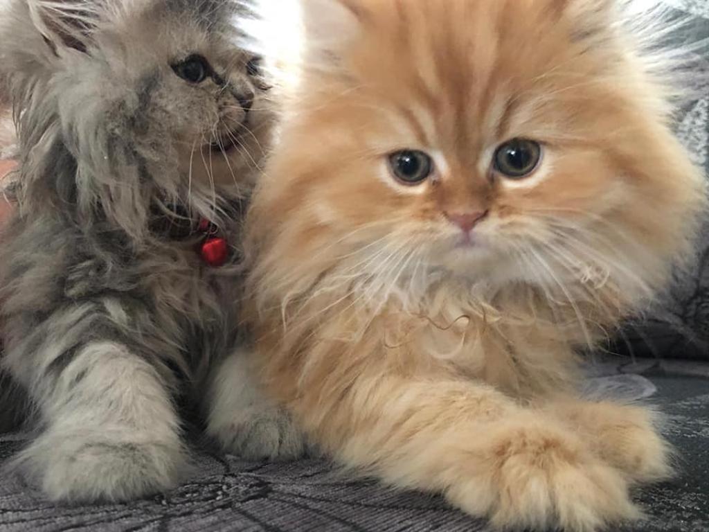 סוד הטבע סוד הטבע