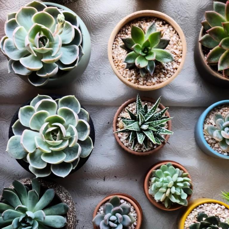 רעות חן רעות חן