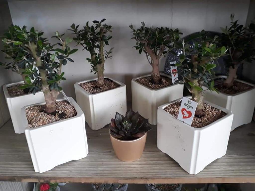 משתלת אלפוראת משתלת אלפוראת