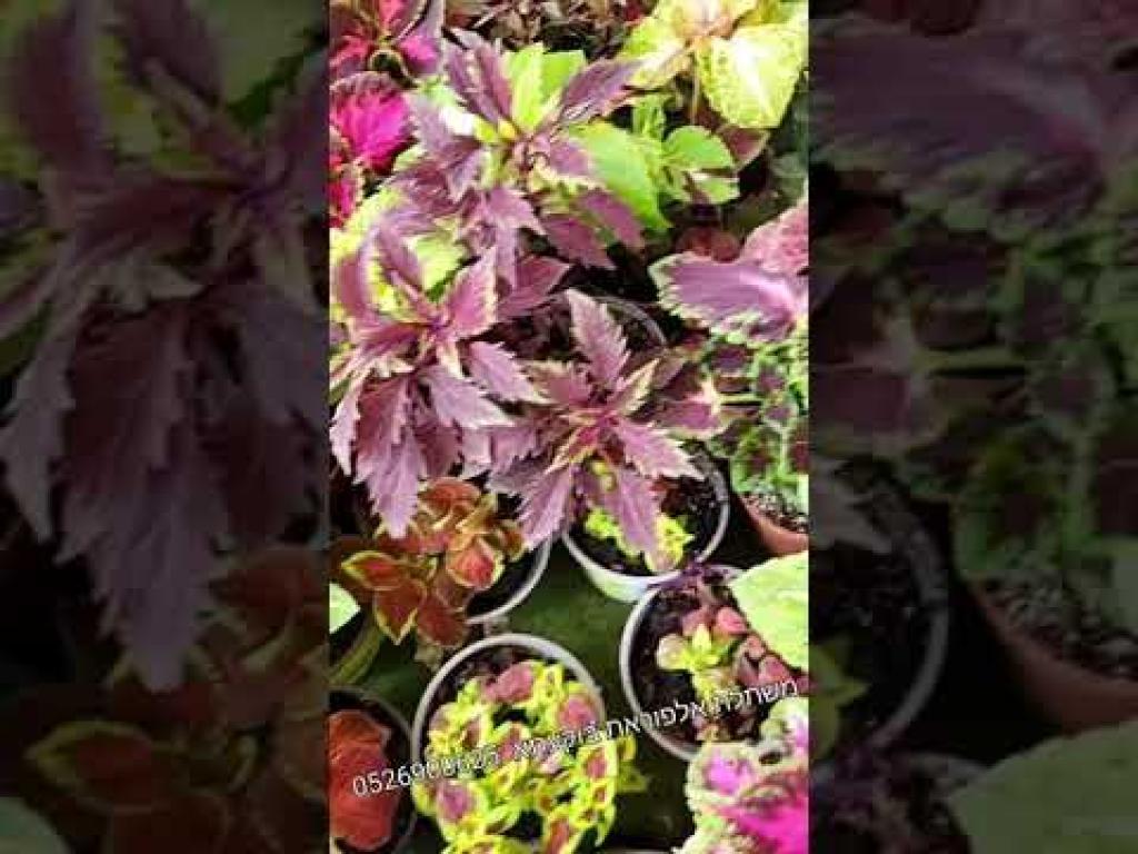 משתלת אלפוראת משתלת אלפוראת