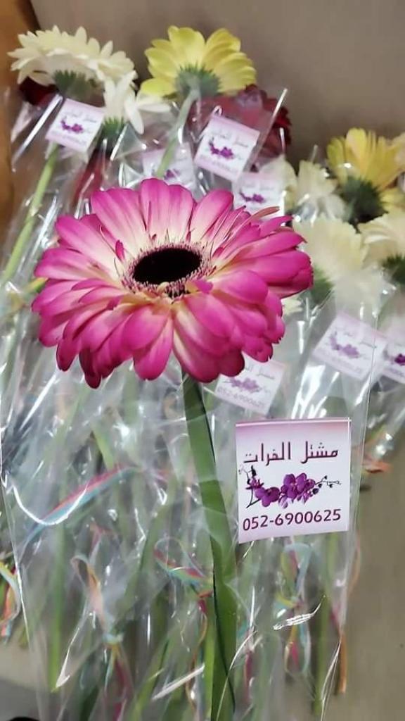 משתלת אלפוראת משתלת אלפוראת