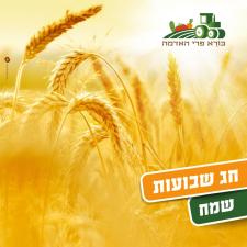 בורא פרי האדמה