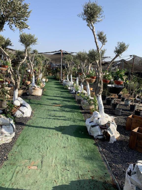 משתלת ענפי יהודה משתלת ענפי יהודה