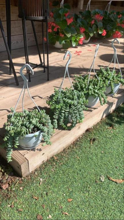 משתלת ענפי יהודה משתלת ענפי יהודה