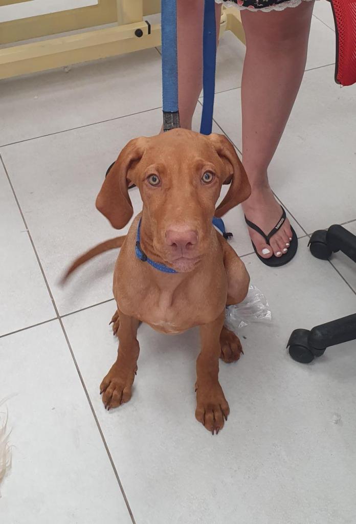 פסגות מרכז וטרינרי פסגות מרכז וטרינרי