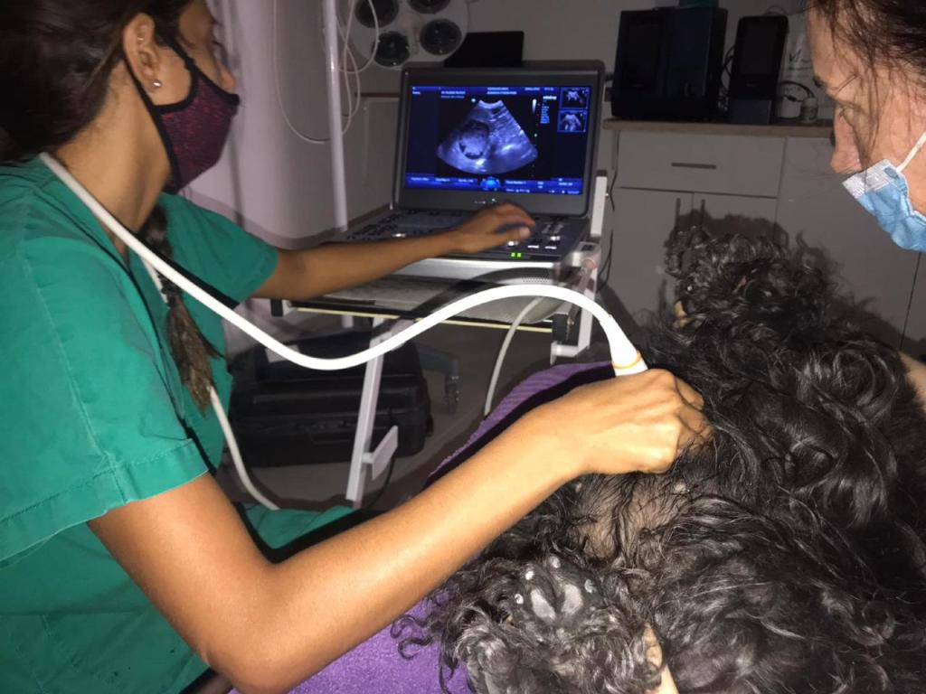 פסגות מרכז וטרינרי פסגות מרכז וטרינרי