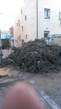 עץ אורן שרותי גיזום