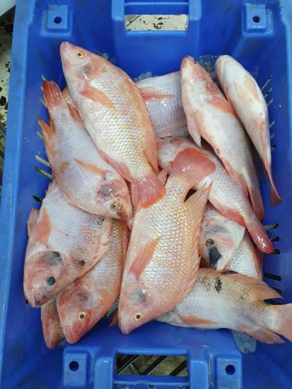 מרכז הדגים והקפואים מרכז הדגים והקפואים