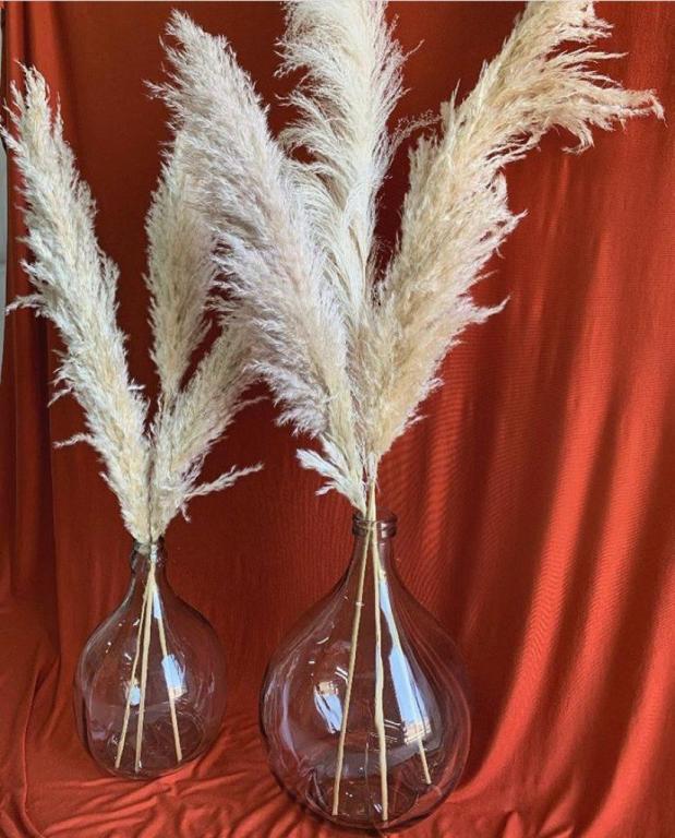 פאמפס ישראל פאמפס ישראל