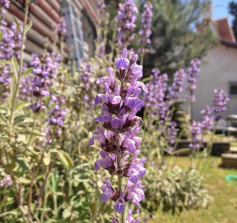 La Calabrese La Calabrese