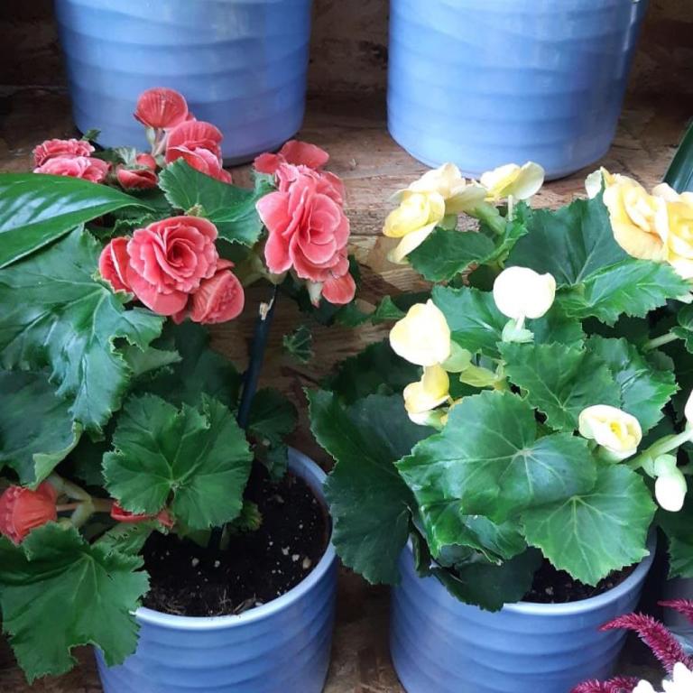 פרחי הגן פרחי הגן