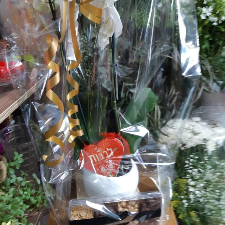 פרחי הגן פרחי הגן