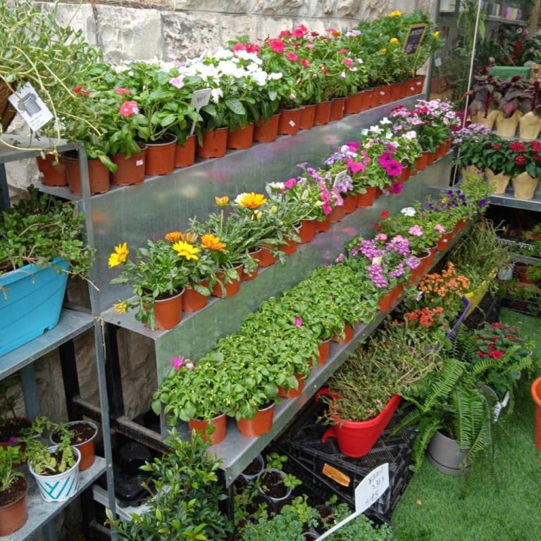 פרחי הגן פרחי הגן