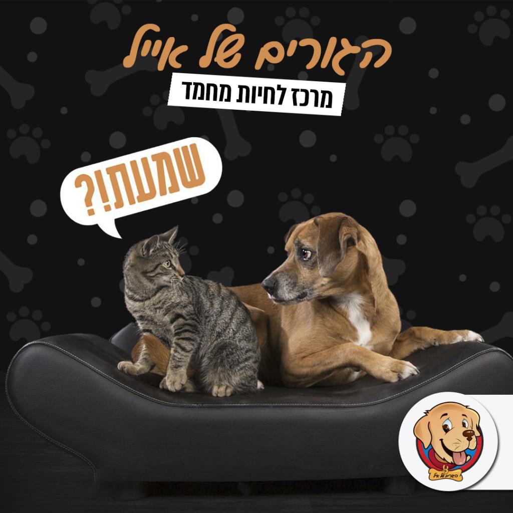 הגורים של אייל הגורים של אייל